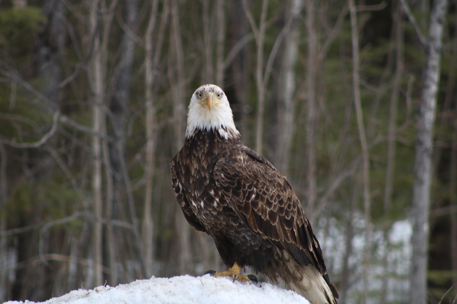 bald eagle staring at camera